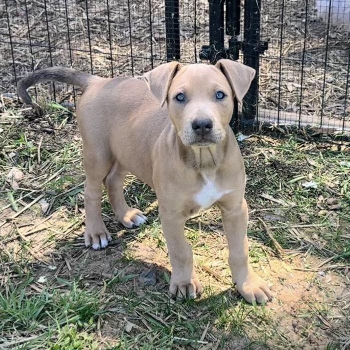 Royce, an adopted mixed breed in Lincoln, CA image 1/6