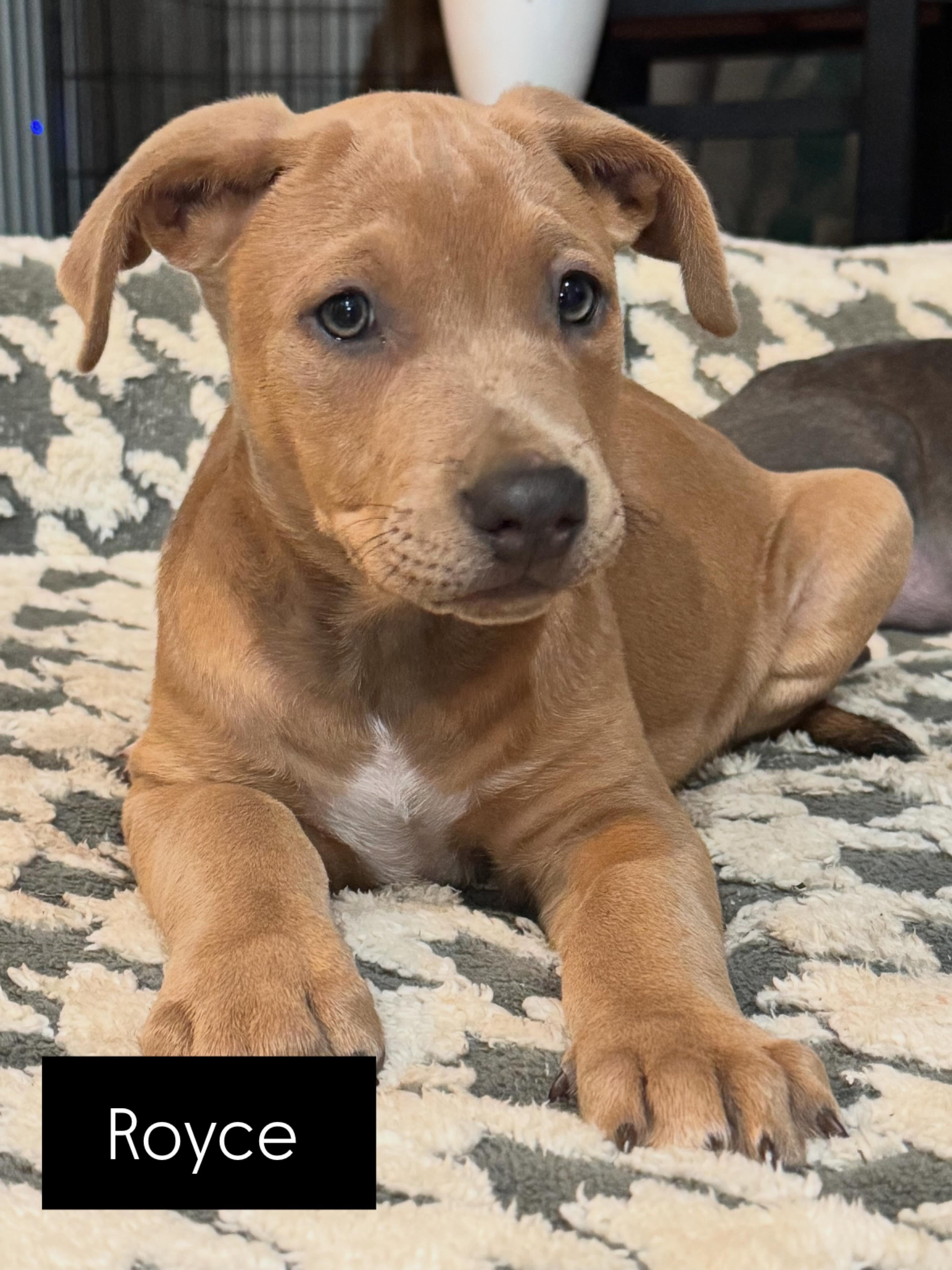 Royce, an adopted mixed breed in Lincoln, CA image 2/6