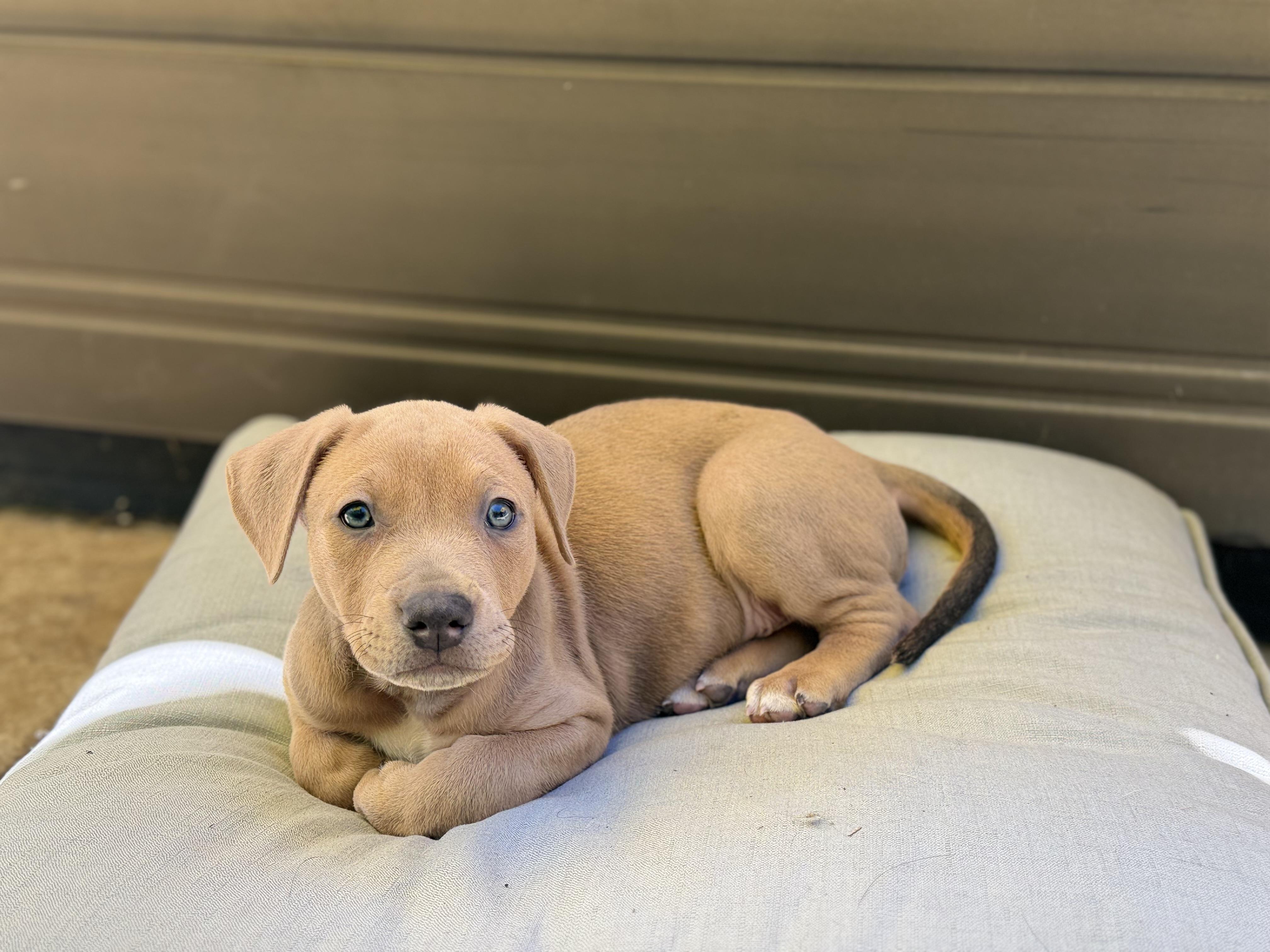 Enlarge Royce, a ADOPTABLE mixed breed in Lincoln, CA image 2/5