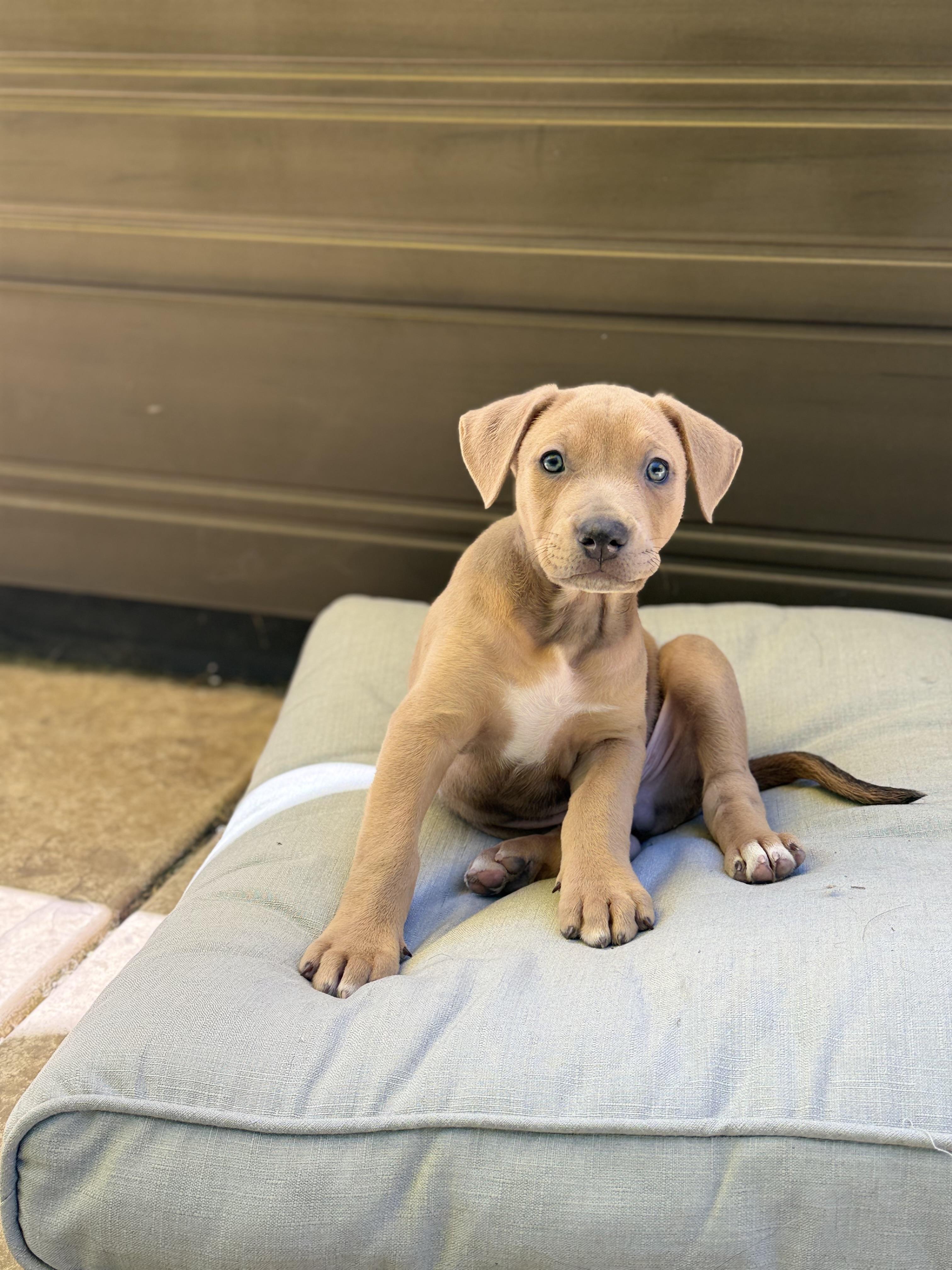 Enlarge Royce, a ADOPTABLE mixed breed in Lincoln, CA image 4/5