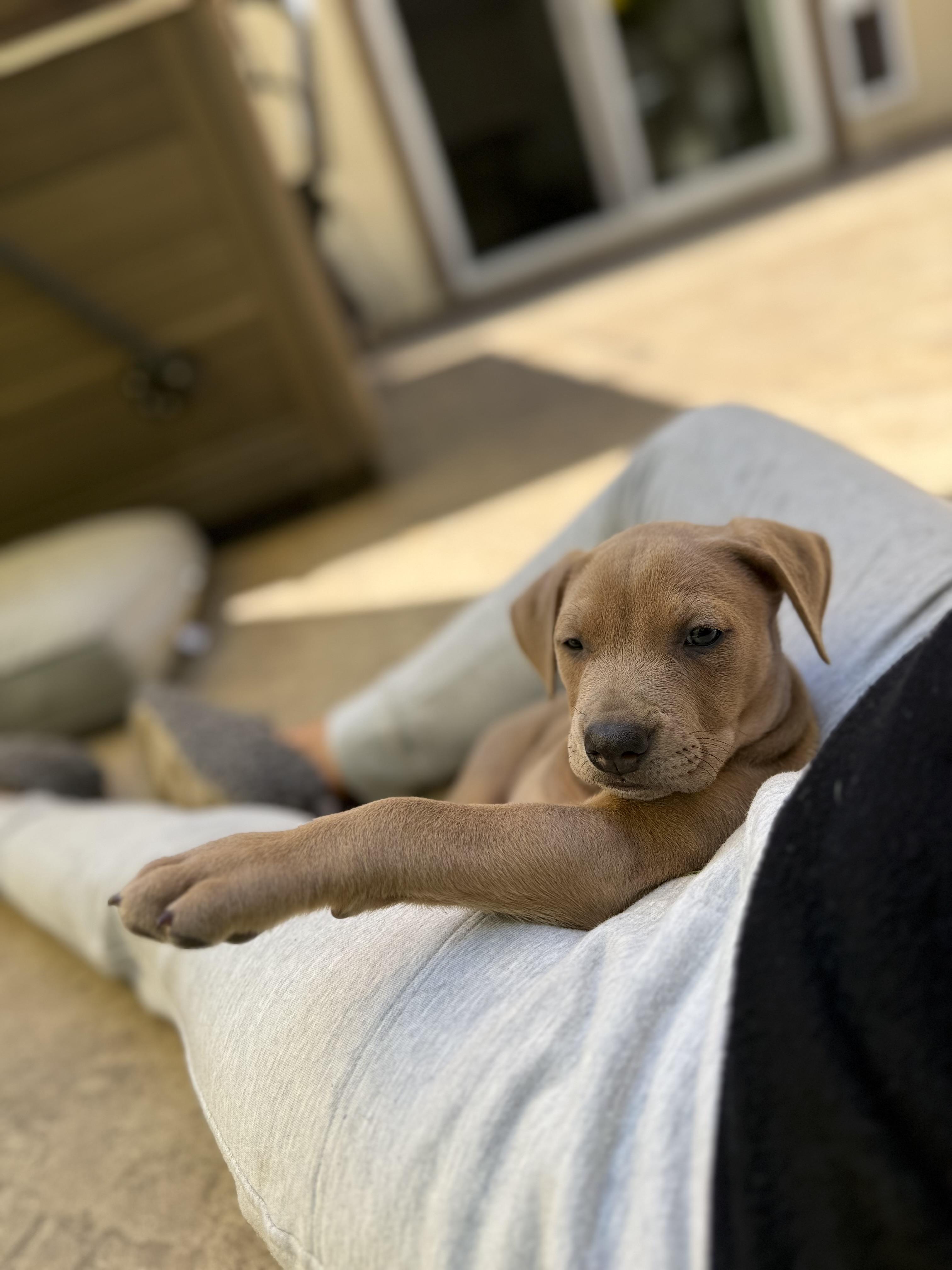 Enlarge Royce, a ADOPTABLE mixed breed in Lincoln, CA image 3/5