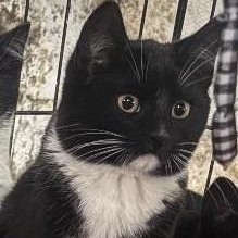 Enlarge Blizzard, a ADOPTABLE mixed breed in East Brunswick, NJ image 1/2