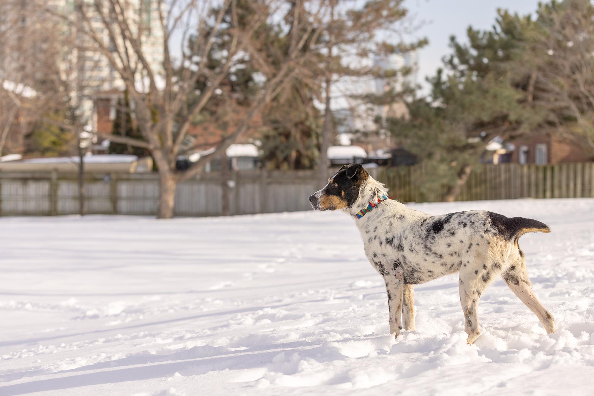 Kiko, a ADOPTABLE Mixed Breed in Mississauga, ON image 2/6
