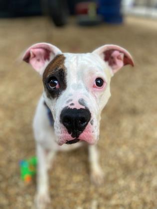 Spot, a Adoptable mixed breed in Columbia, SC image 2/3