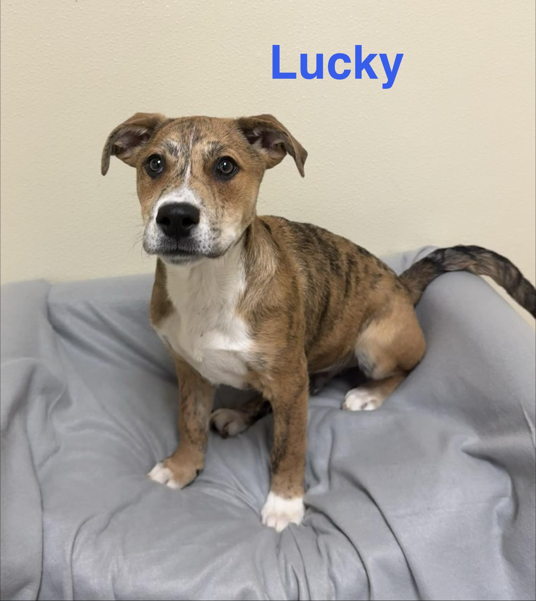 Lucky , ADOPTABLE, Puppy Male Mixed Breed.