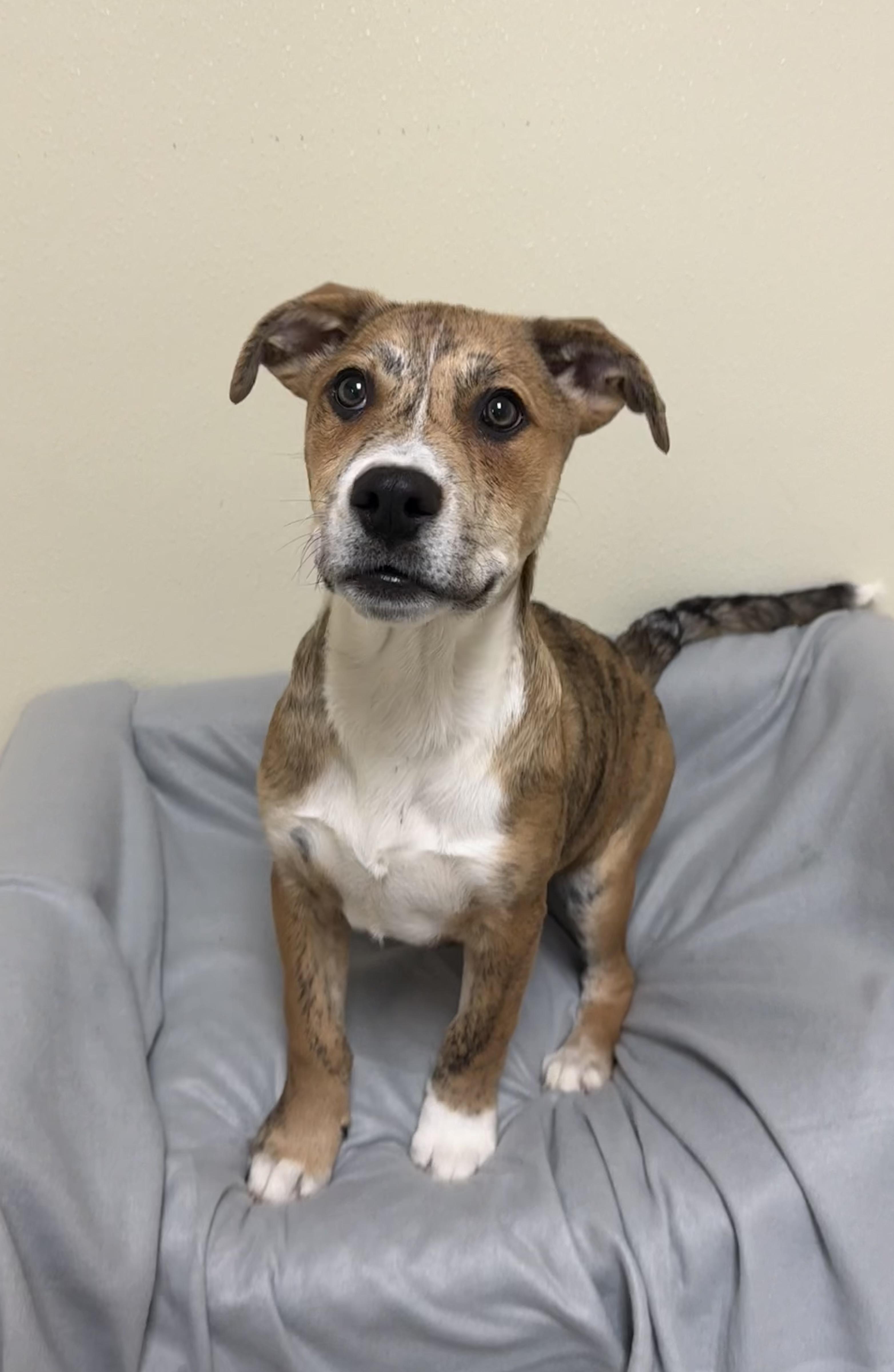 Enlarge Lucky , a ADOPTABLE mixed breed in Douglas, MA image 2/4