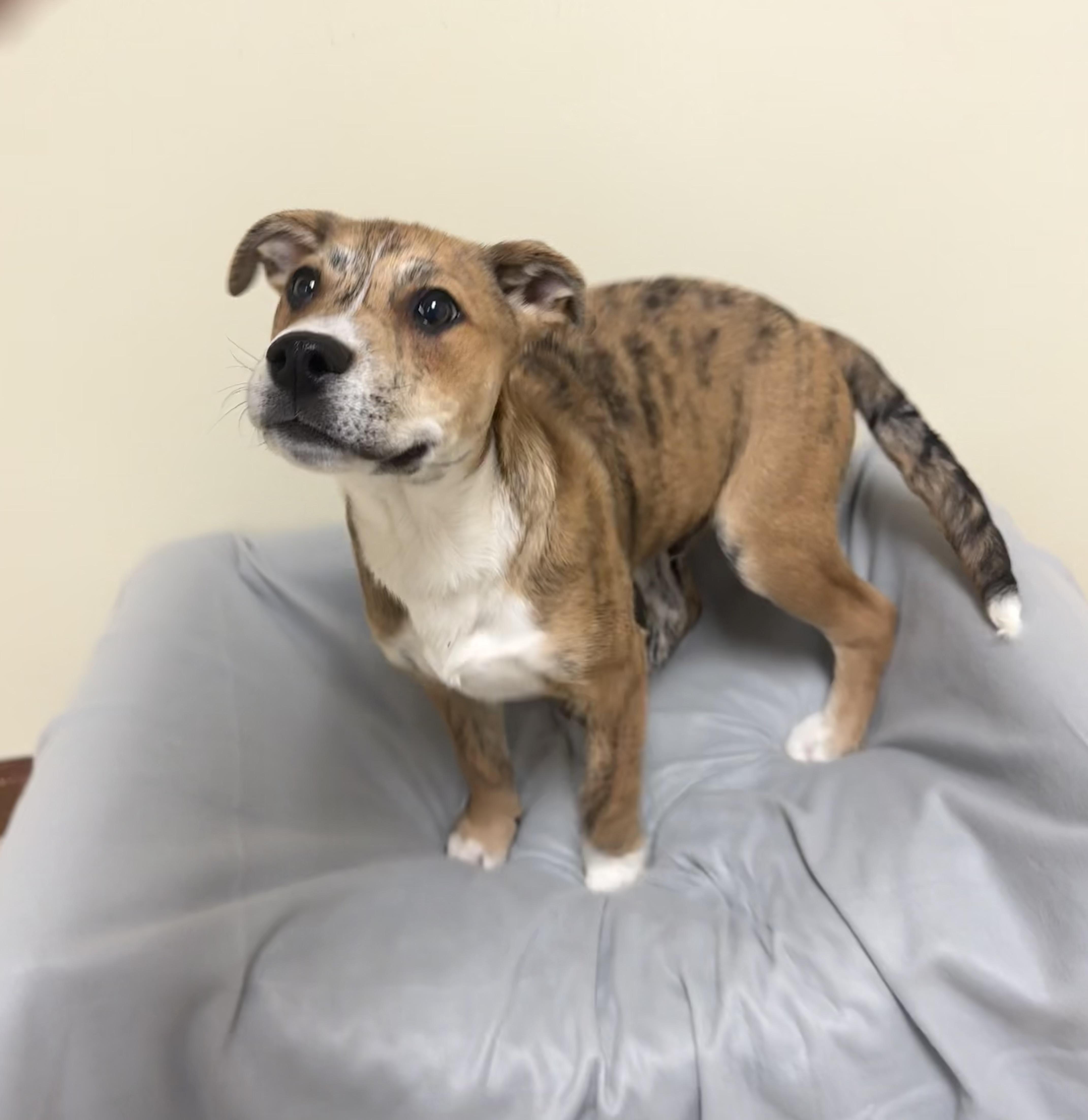 Enlarge Lucky , a ADOPTABLE mixed breed in Douglas, MA image 3/4