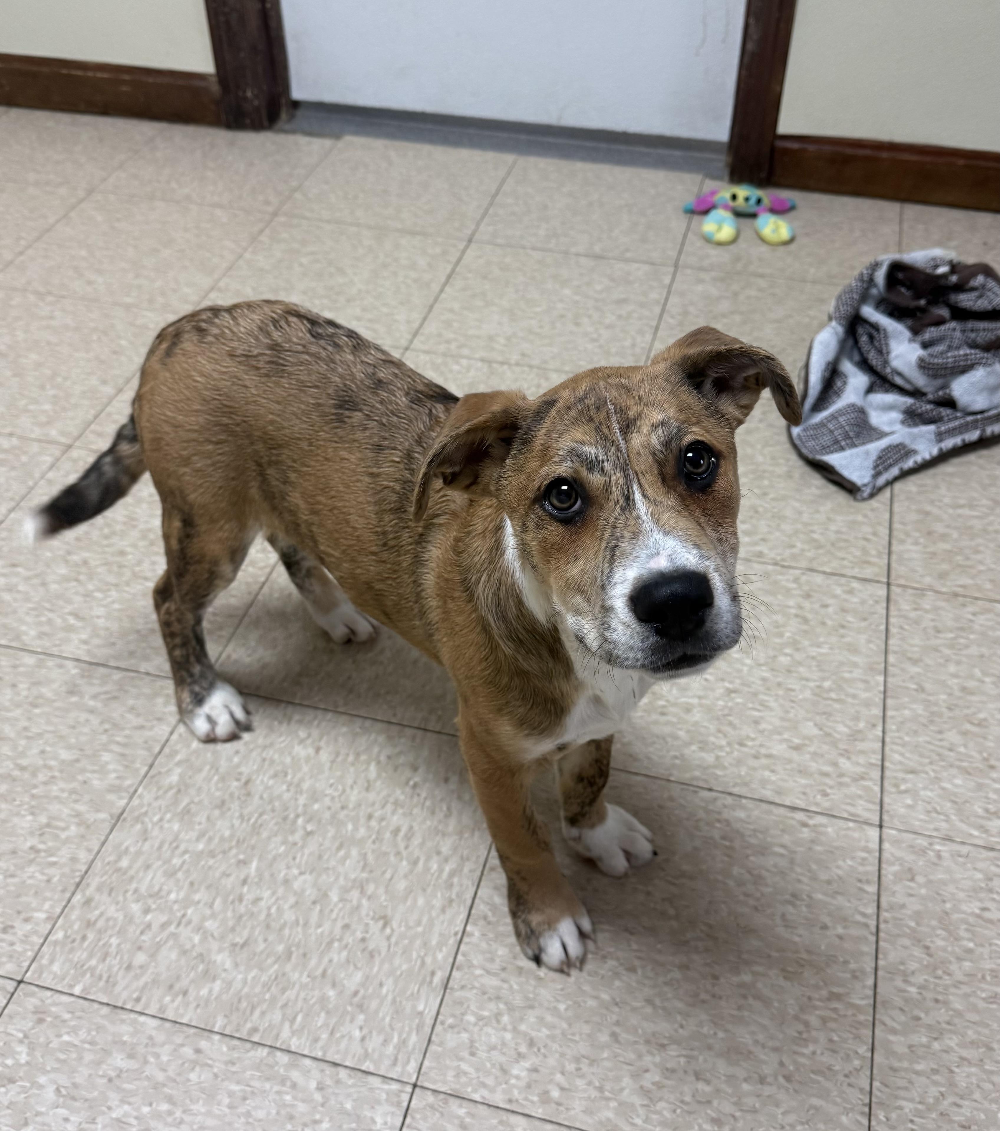 Enlarge Lucky , a ADOPTABLE mixed breed in Douglas, MA image 4/4