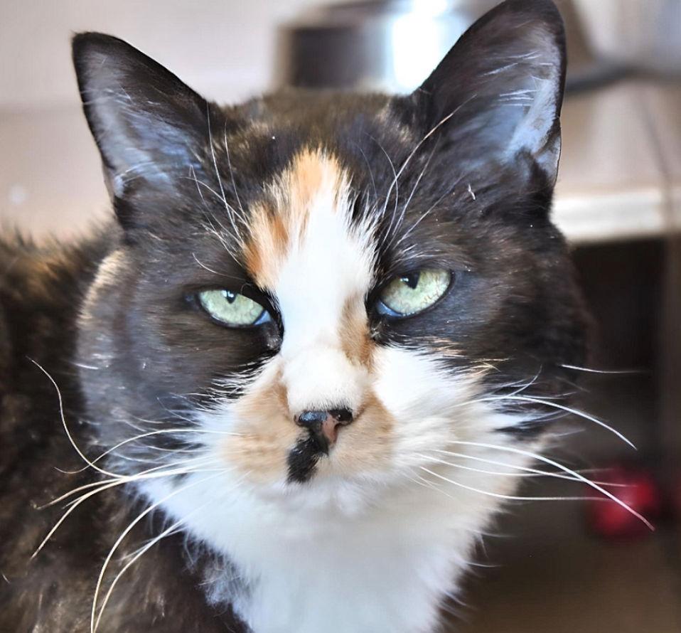 Tater, a Adoptable Domestic Short Hair in Laramie, WY image 1/3