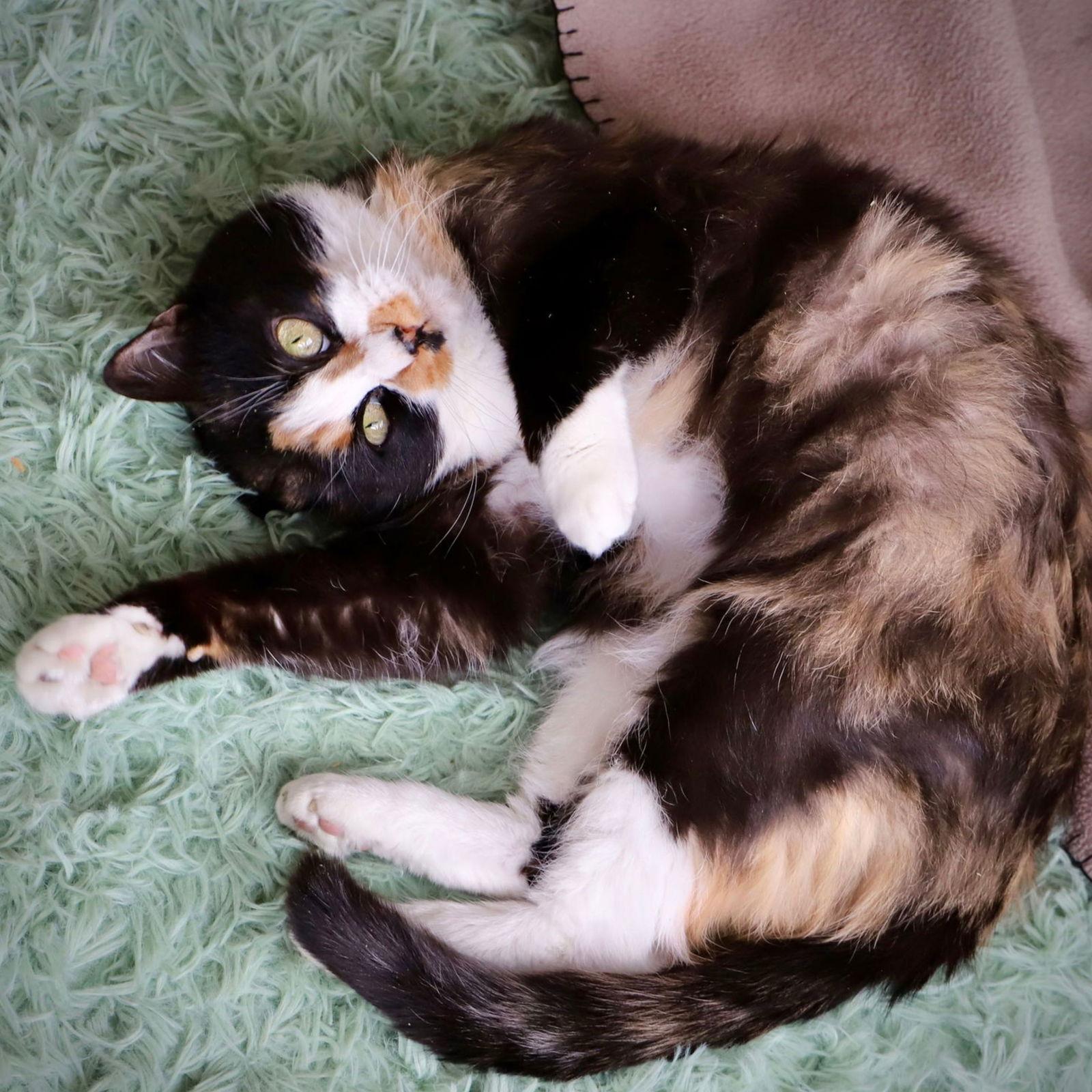 Tater, a Adoptable Domestic Short Hair in Laramie, WY image 2/3