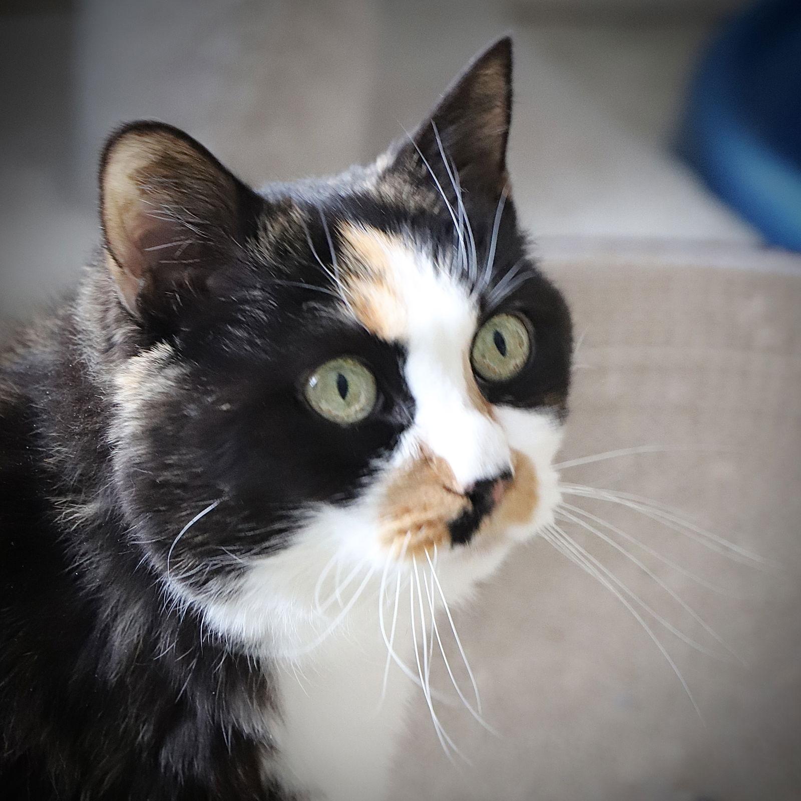 Tater, a Adoptable Domestic Short Hair in Laramie, WY image 3/3