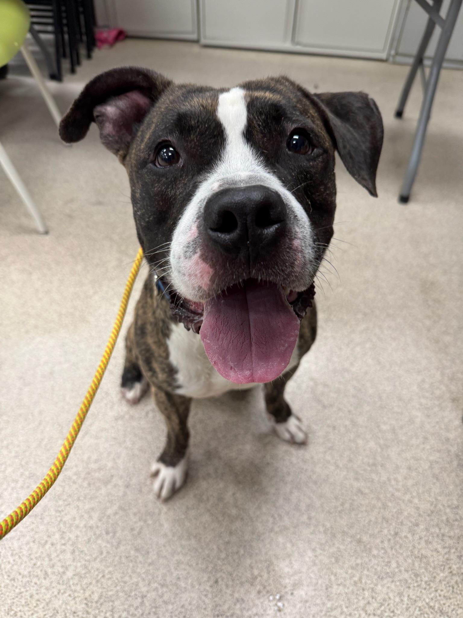 Enlarge Max, a Adoptable Pit Bull Terrier in Teterboro, NJ image 1/1