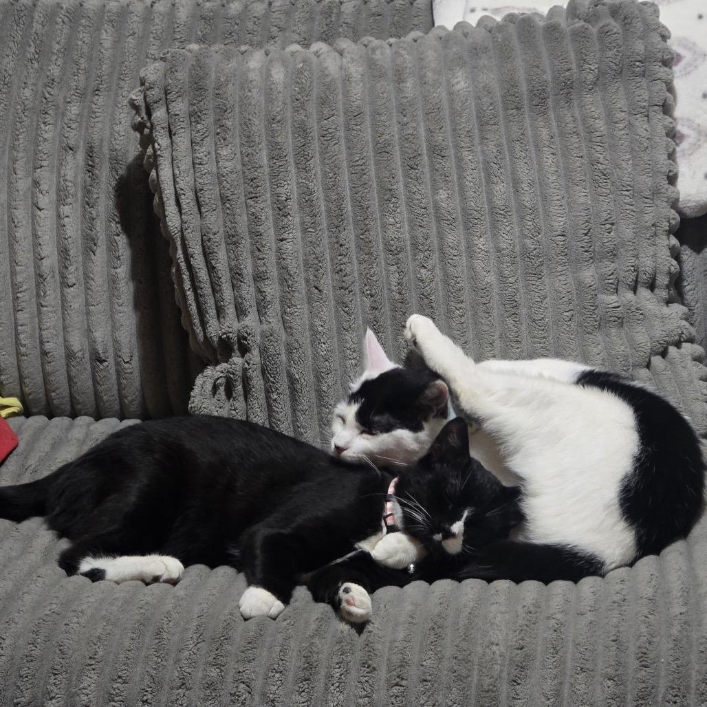 Hans with Oreo, a Adoptable Domestic Short Hair in Manchester, CT image 4/6