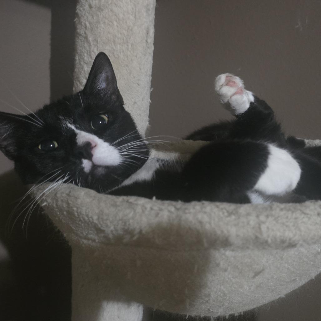 Hans with Oreo, a Adoptable Domestic Short Hair in Manchester, CT image 5/6