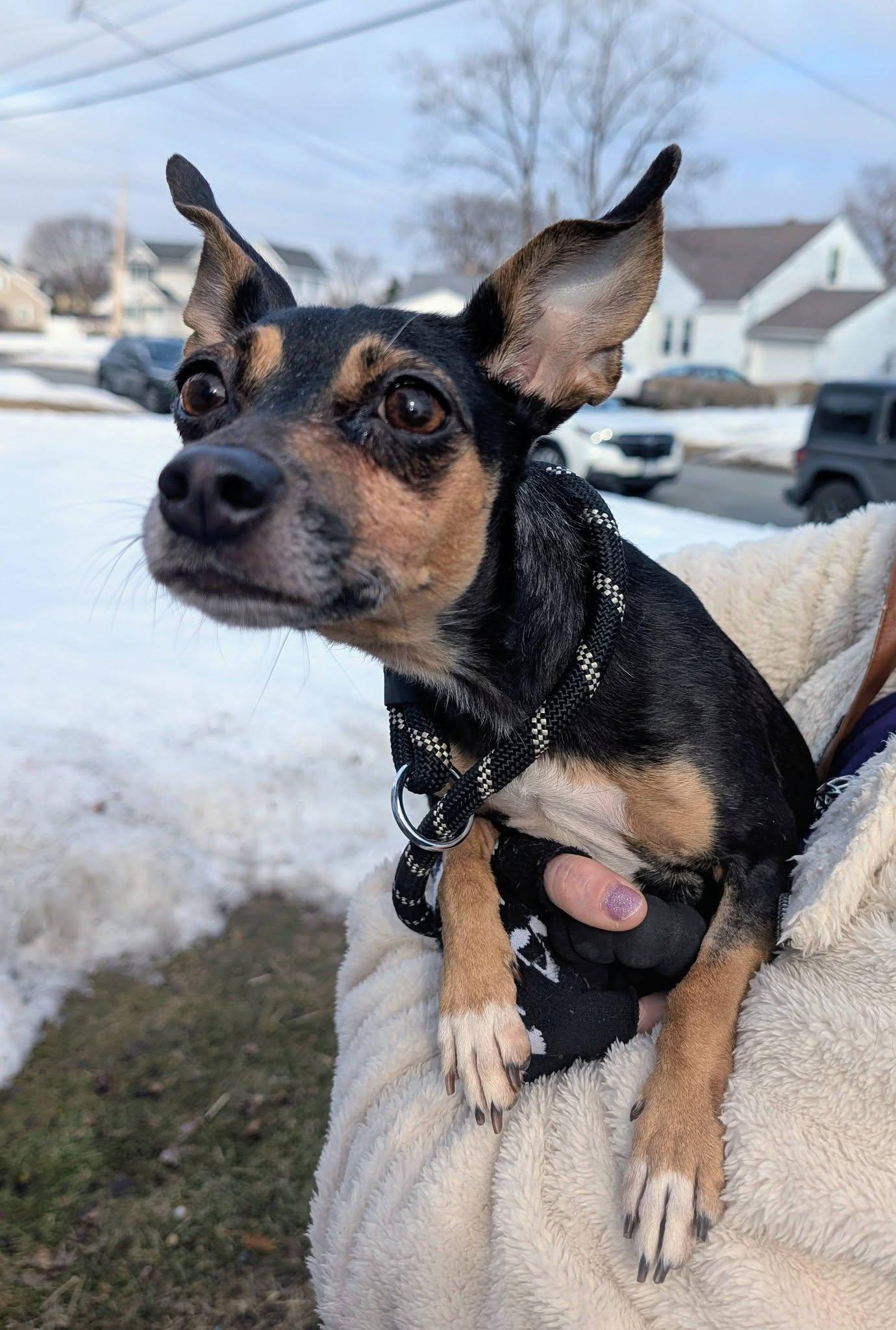 Bluey, ADOPTABLE, Adult Female Chihuahua.