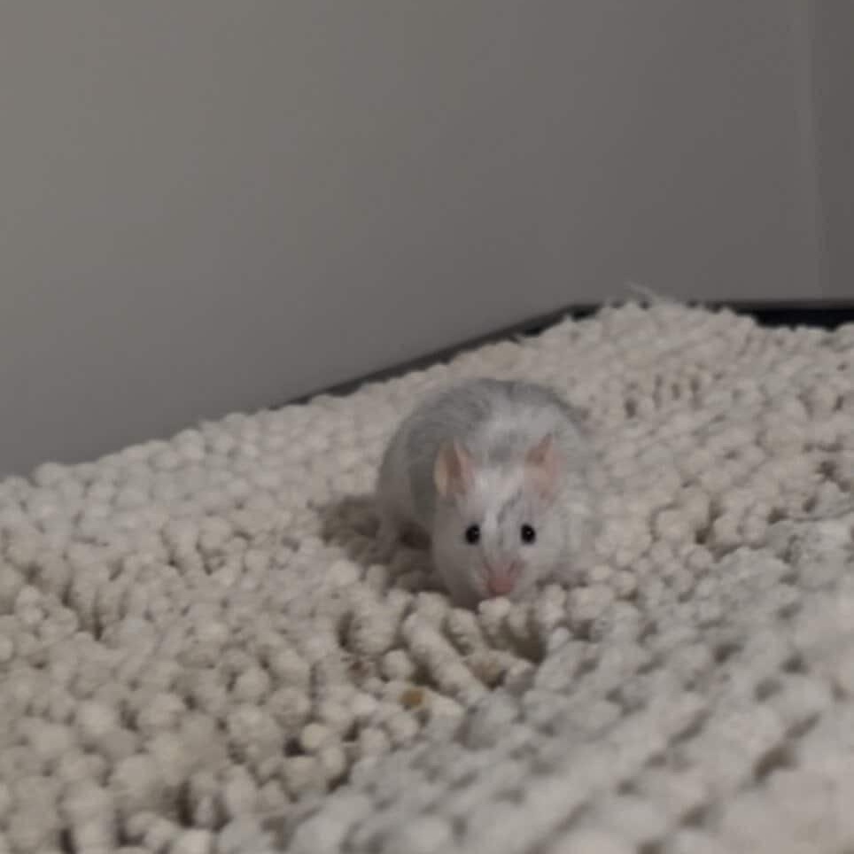 Enlarge Stark, a ADOPTABLE Mouse in Minneapolis, MN image 3/3