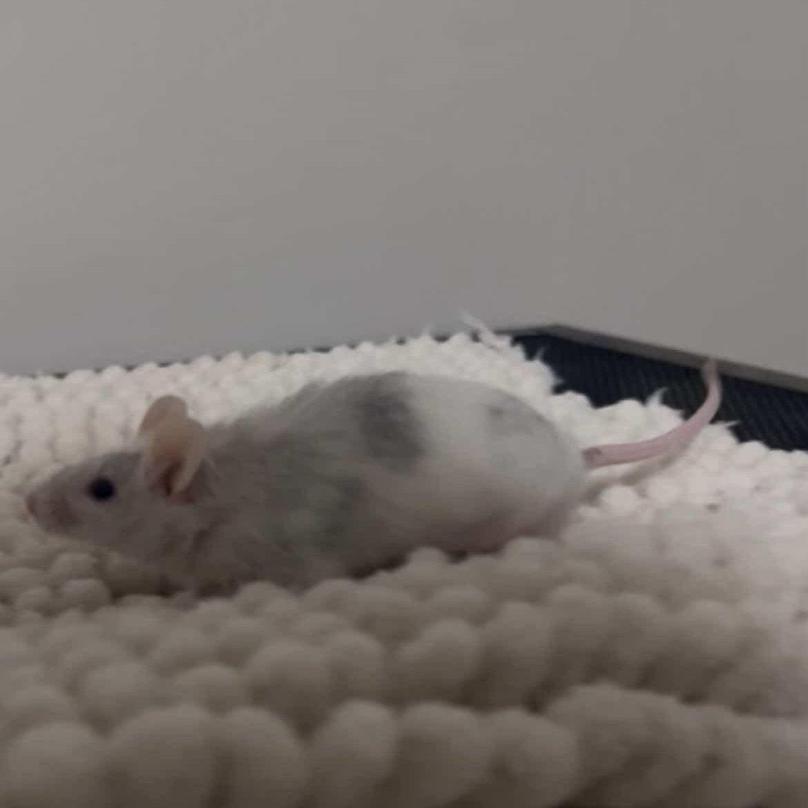 Enlarge Stark, a ADOPTABLE Mouse in Minneapolis, MN image 2/3