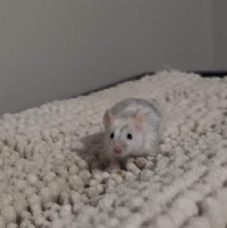 Stark, ADOPTABLE, Adult Male Mouse.