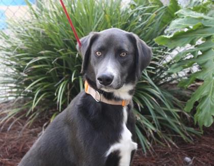 Blue, Adoptable, Adult Male Weimaraner & Mixed Breed.