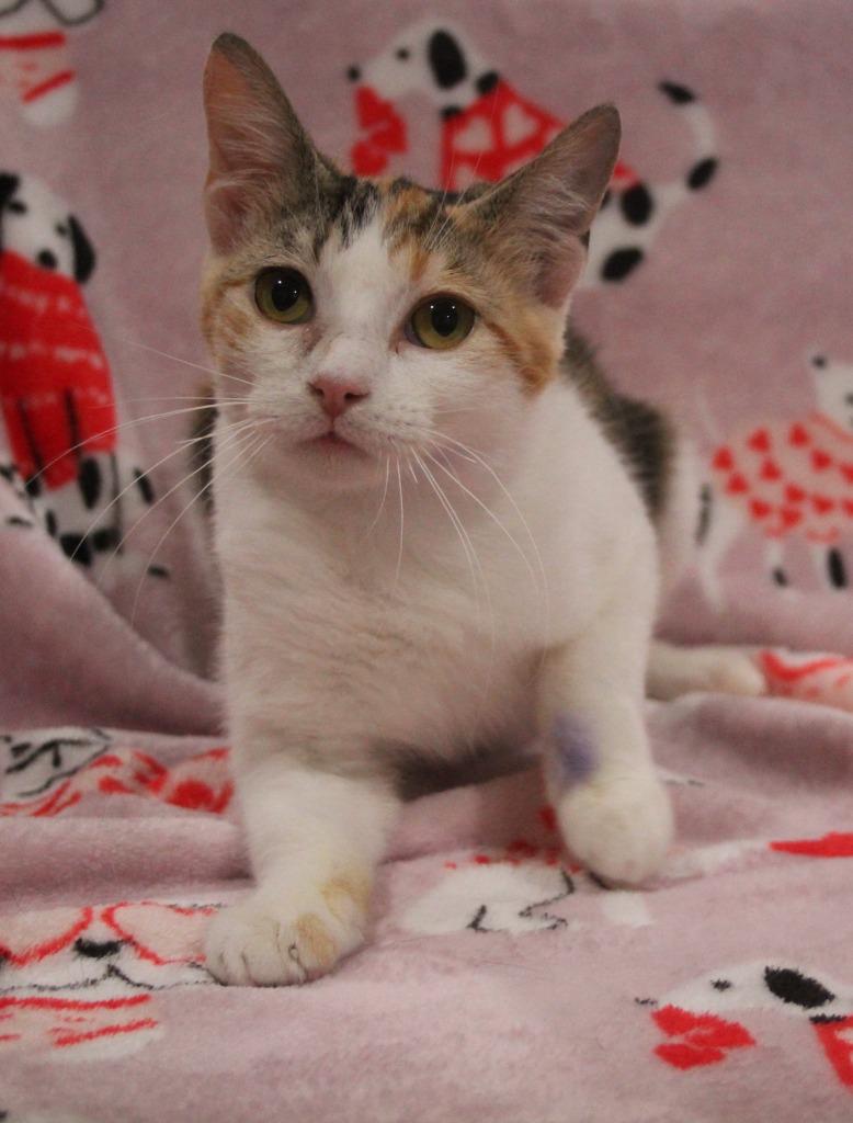 Enlarge Destiny, a Adoptable mixed breed in Vacaville, CA image 1/1