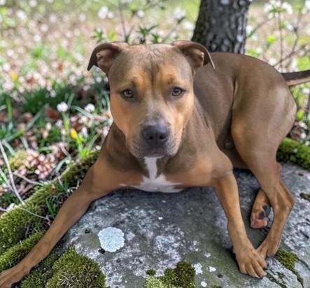 Jackson, Adoptable, Adult Male Mixed Breed.