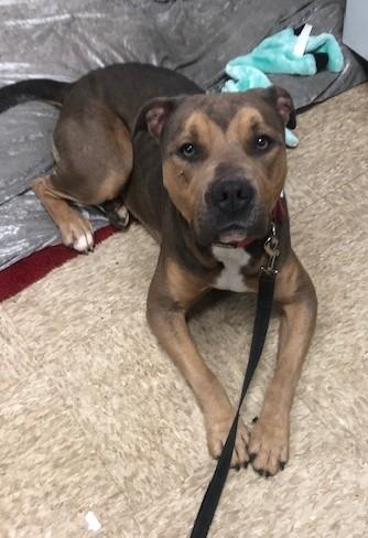 Jackson, Adoptable, Adult Male Mixed Breed.