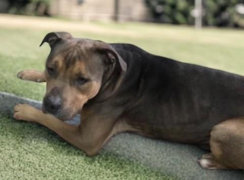 Jackson, Adoptable, Adult Male Mixed Breed.