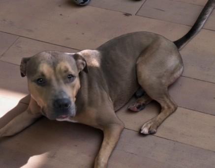 Jackson, Adoptable, Adult Male Mixed Breed.