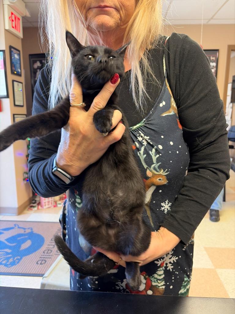 Cat woman, Adoptable, Young Female Domestic Short Hair.