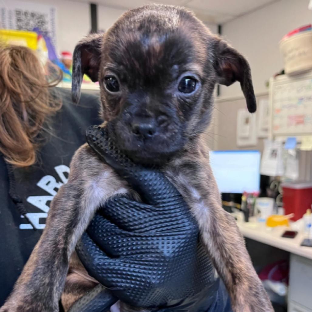 Enlarge Twister, a Adoptable Mixed Breed in Sacramento, CA image 1/1