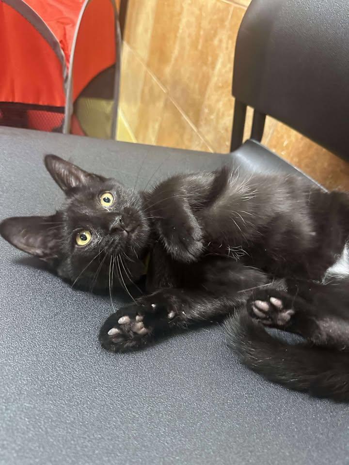 Enlarge Wren, a Adoptable Domestic Short Hair in Honeoye, NY image 1/1