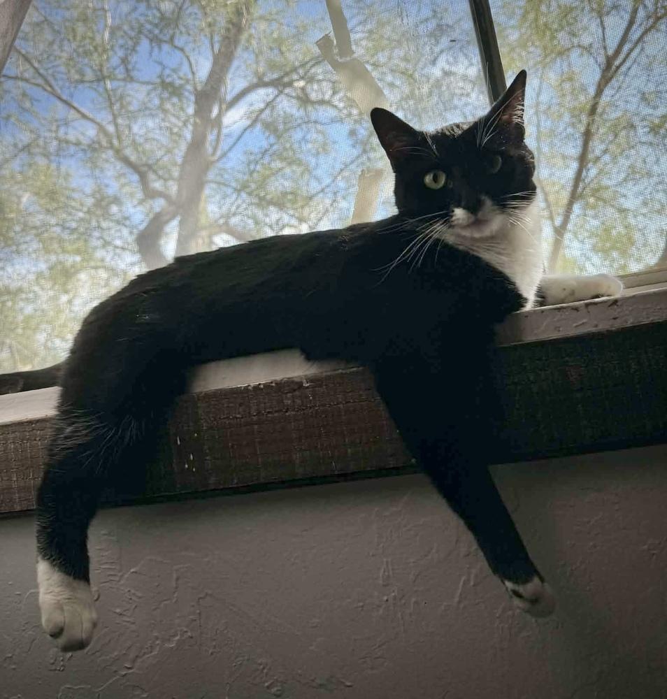 Cecelia, Adoptable, Young Female Domestic Short Hair.