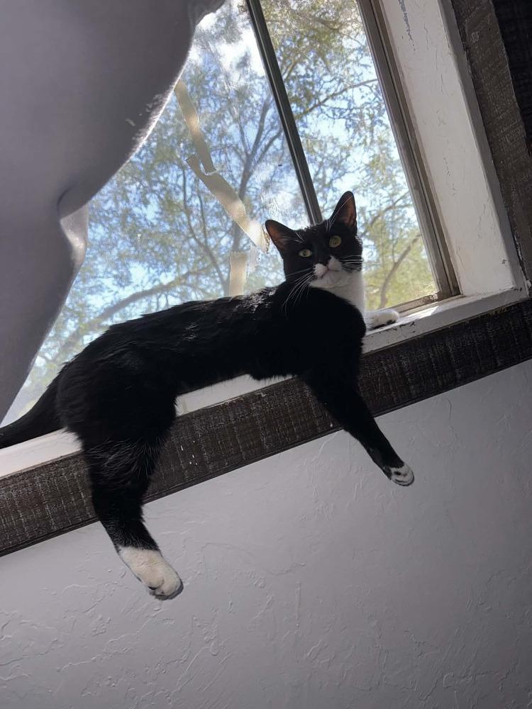 Enlarge Cecelia, a Adoptable mixed breed in tucson, AZ image 2/2