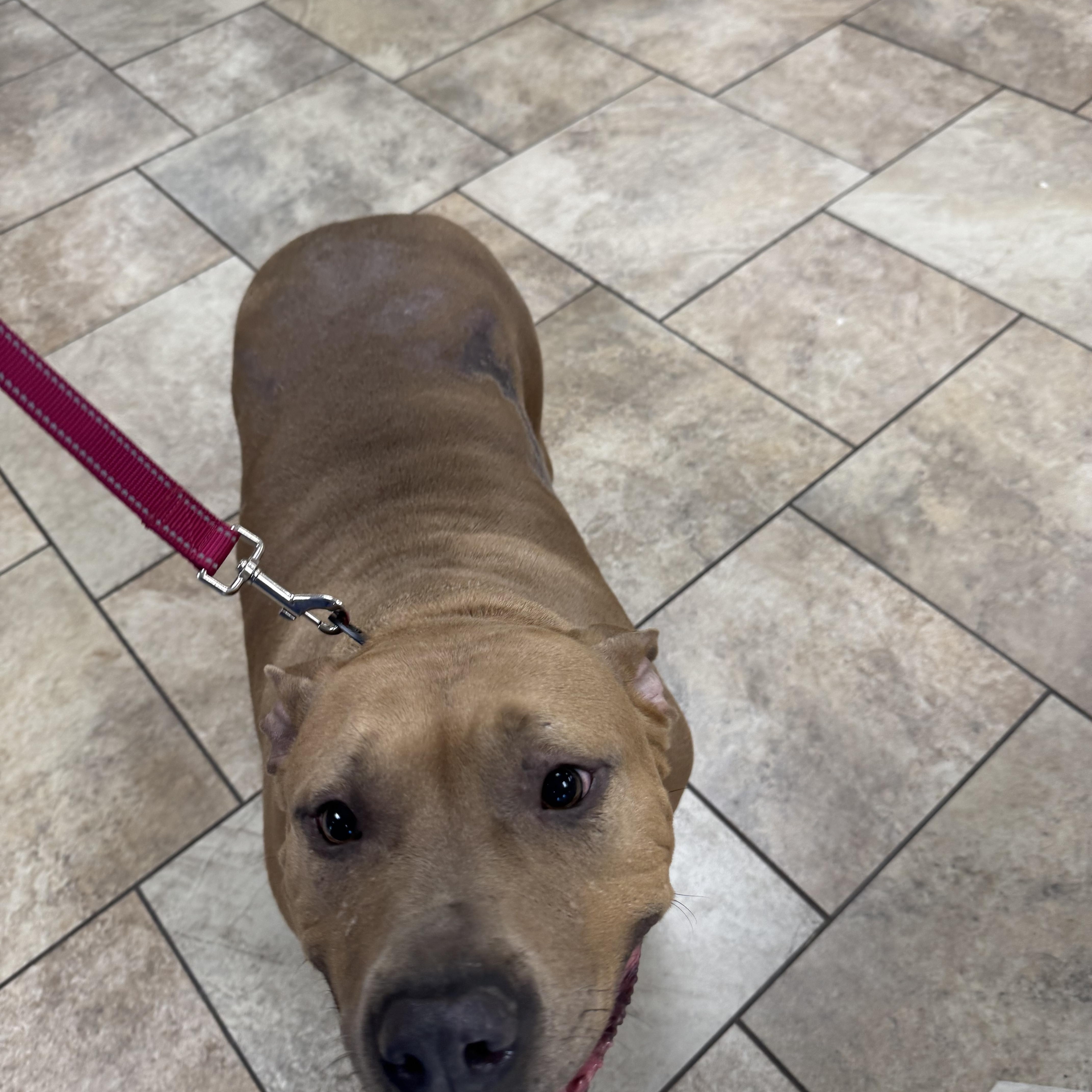 Enlarge Senior , a ADOPTABLE Pit Bull Terrier in Huntersville , NC image 4/5