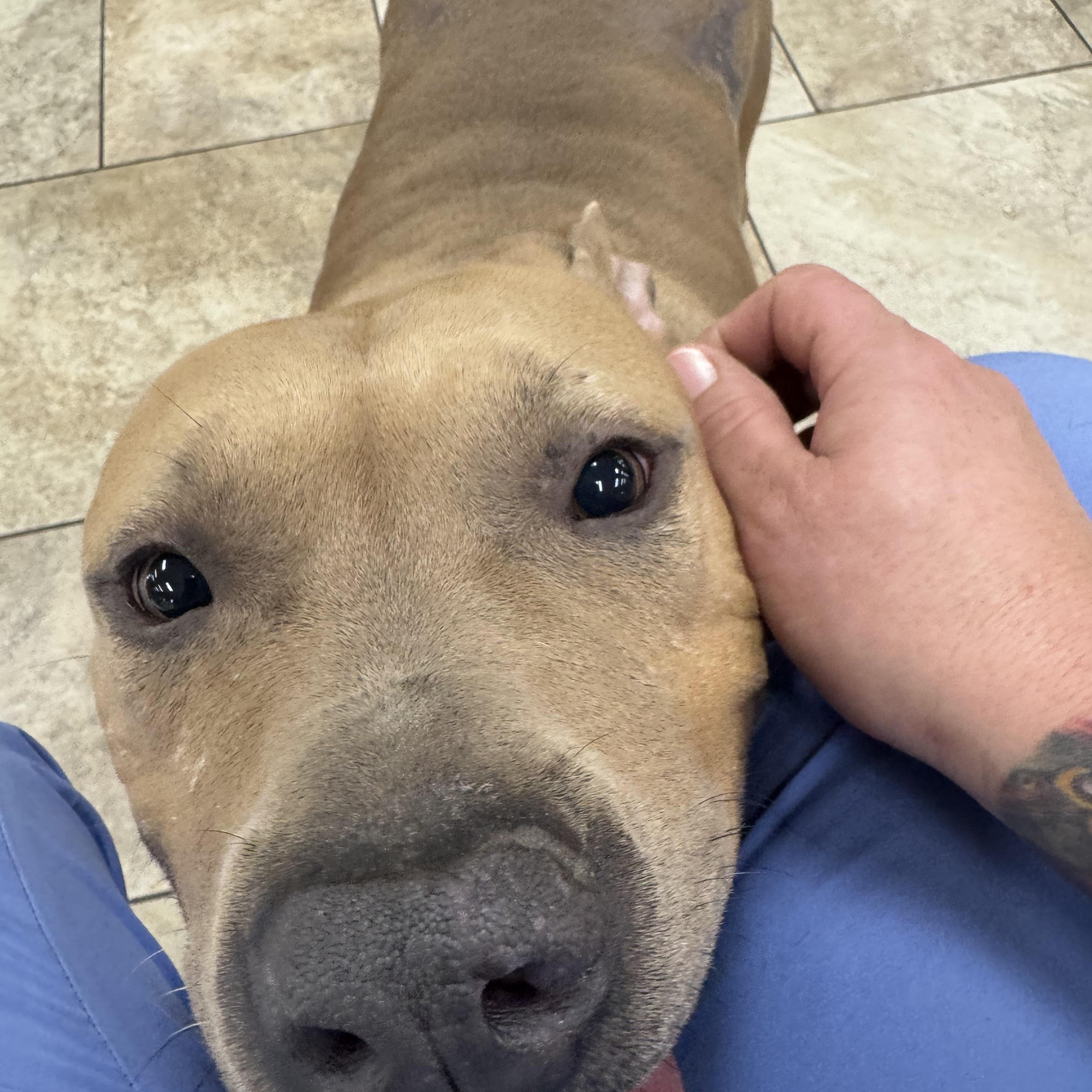 Enlarge Senior , a ADOPTABLE Pit Bull Terrier in Huntersville , NC image 3/5