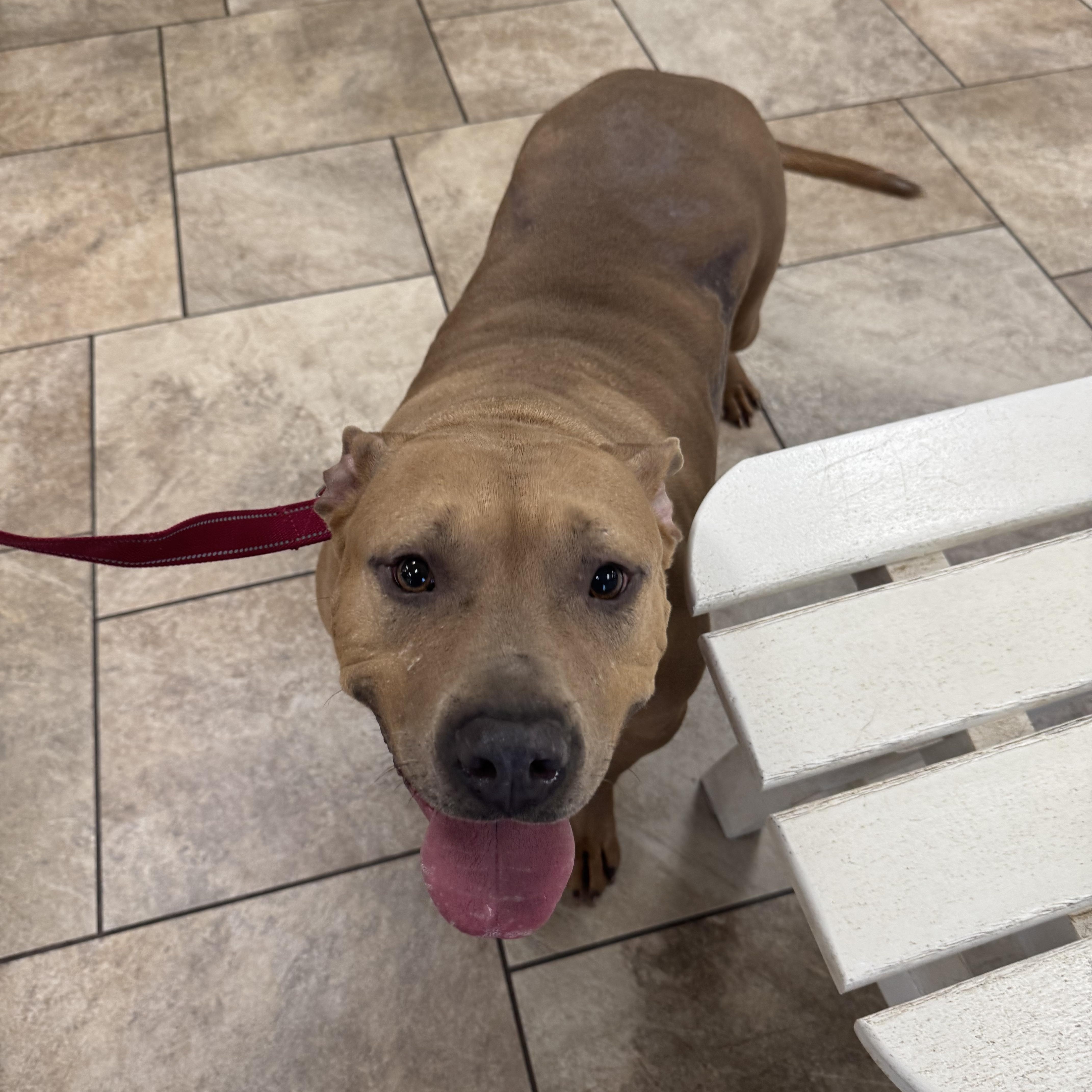 Enlarge Senior , a ADOPTABLE Pit Bull Terrier in Huntersville , NC image 5/5