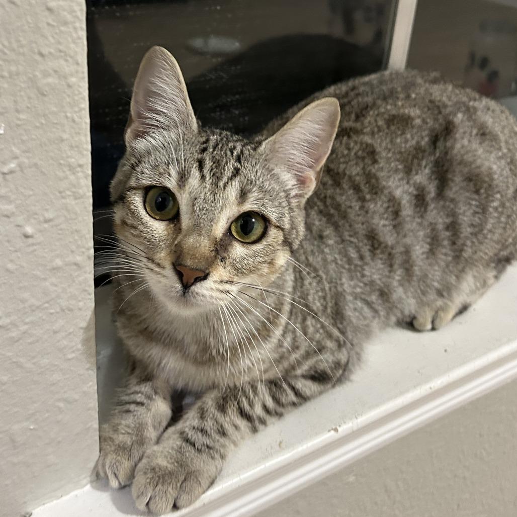 Enlarge Mina, a Adoptable Domestic Short Hair in Houston, TX image 1/3