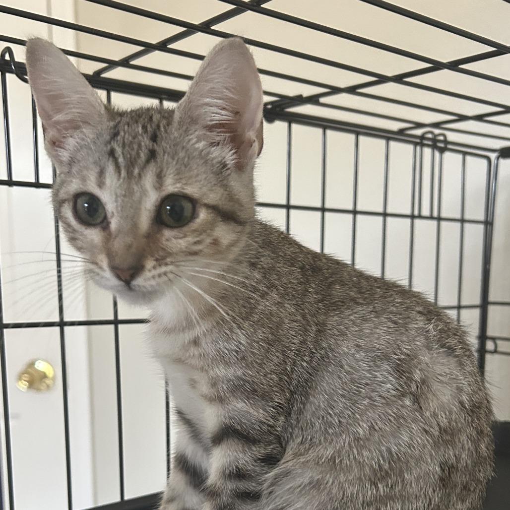 Enlarge Mina, a Adoptable Domestic Short Hair in Houston, TX image 1/2