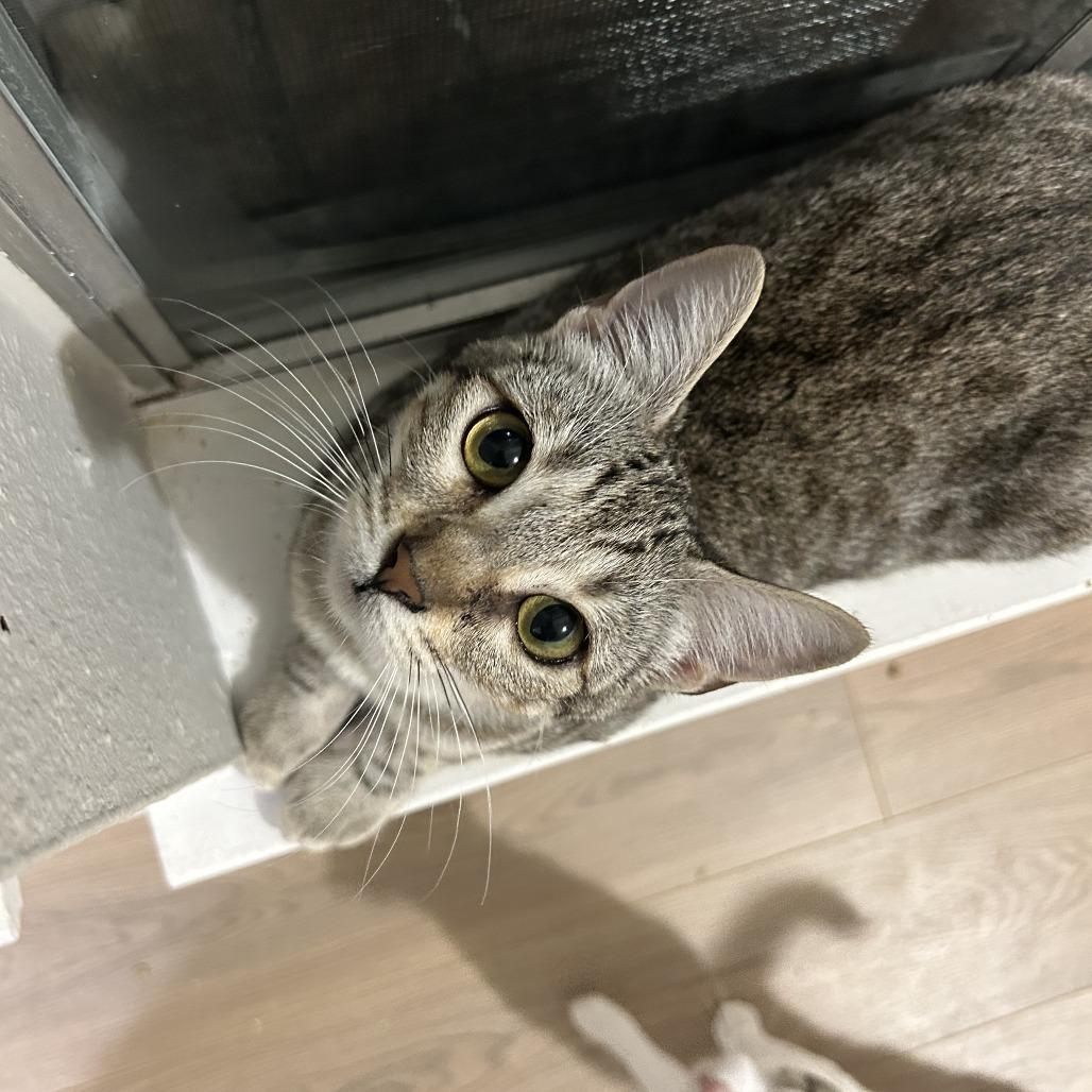 Enlarge Mina, a Adoptable Domestic Short Hair in Houston, TX image 2/3