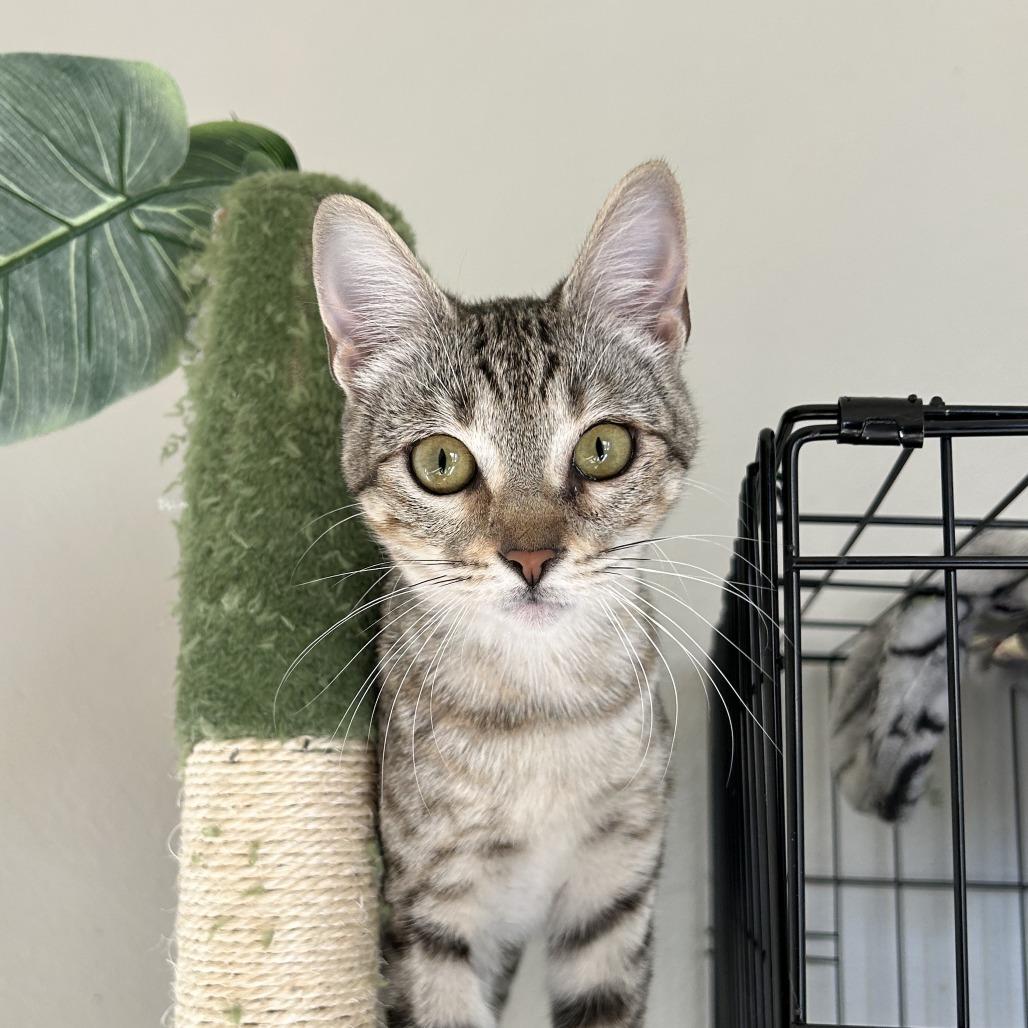 Enlarge Mina, a Adoptable Domestic Short Hair in Houston, TX image 3/3