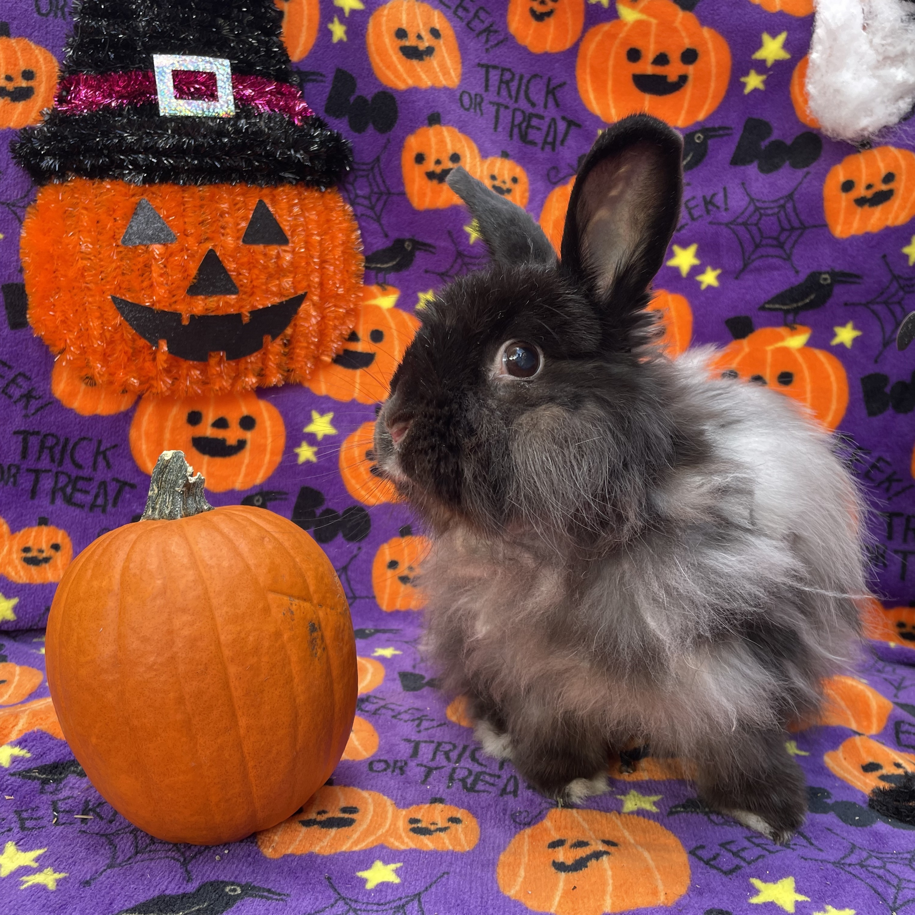 Norma Jean, Adoptable, Senior Female Jersey Wooly & Angora Rabbit.