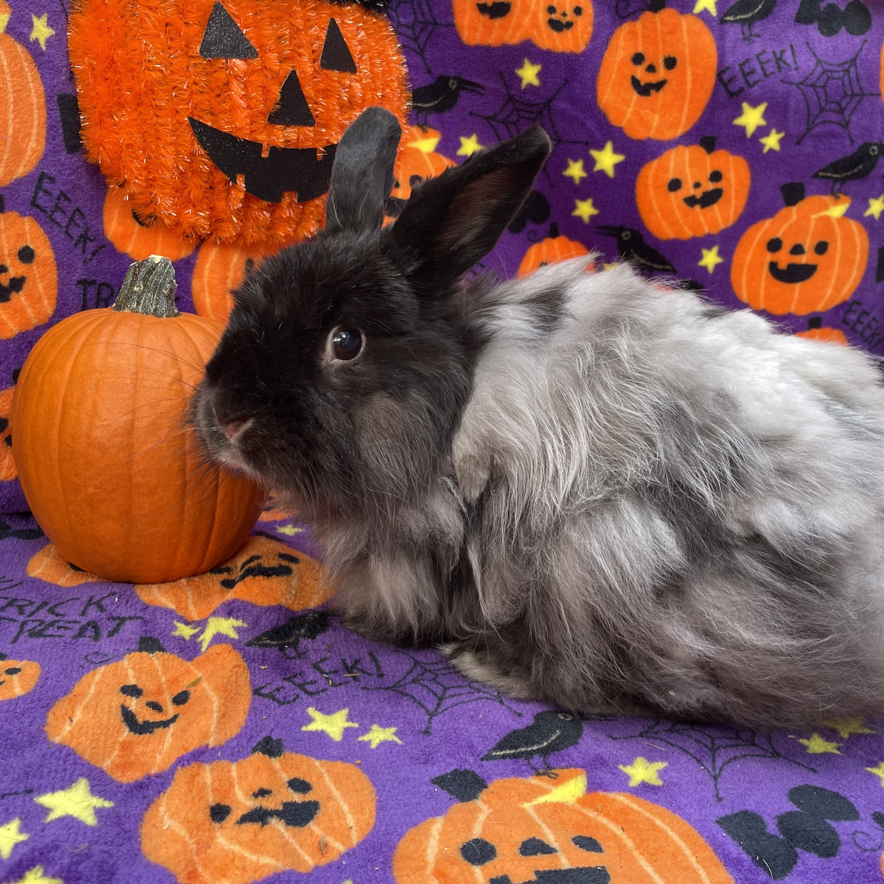 Norma Jean, a Adoptable mixed breed in Indianapolis, IN image 2/8