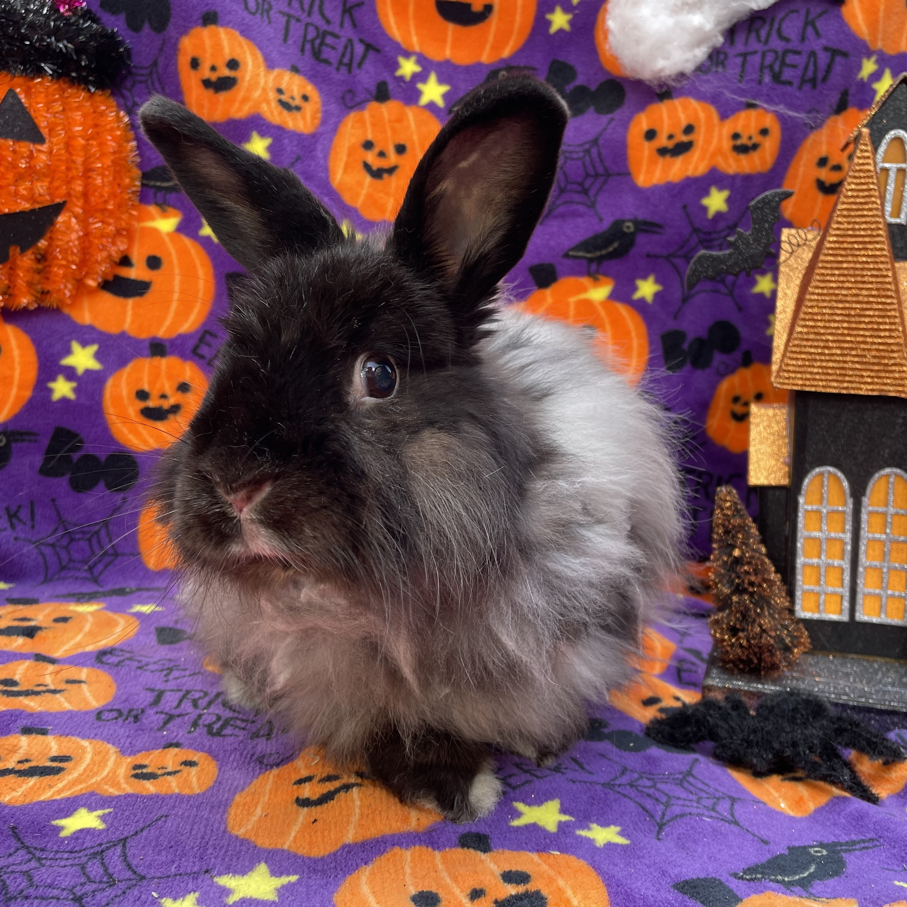 Norma Jean, a Adoptable mixed breed in Indianapolis, IN image 3/8