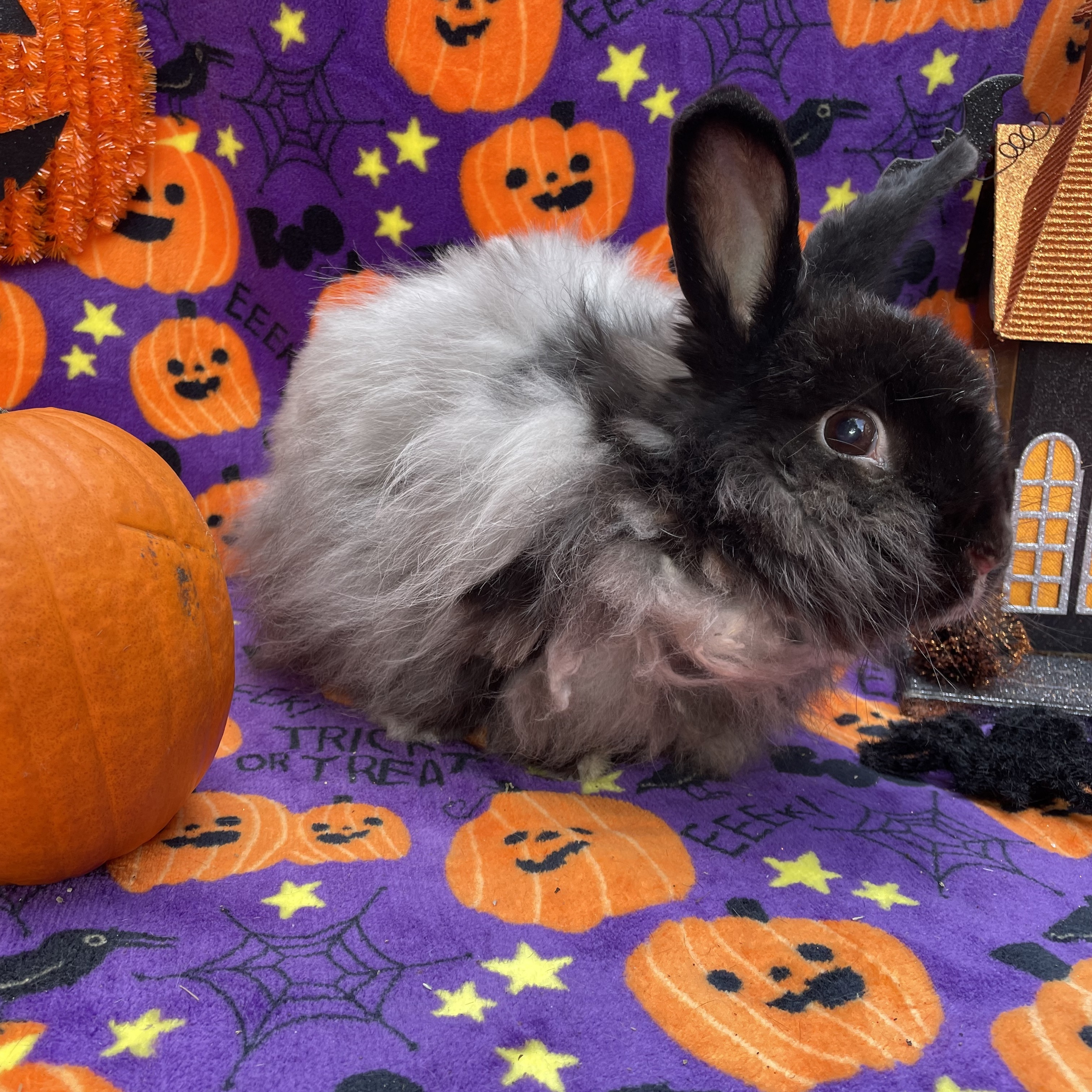 Norma Jean, a Adoptable mixed breed in Indianapolis, IN image 4/8