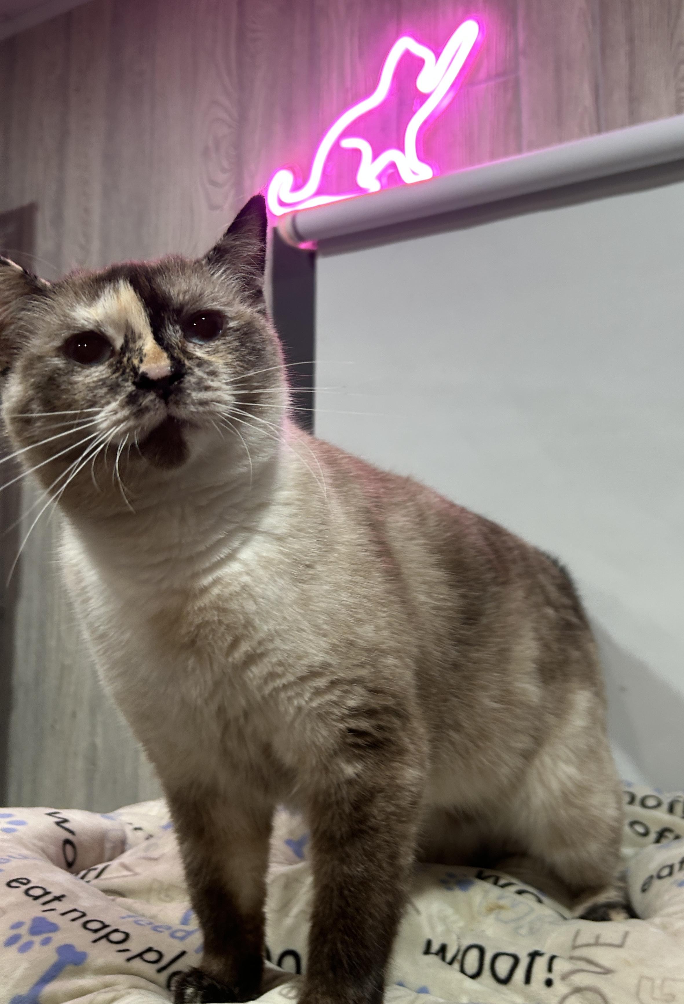 Enlarge SEPHORA, an adoption pending mixed breed in Tillsonburg, ON image 3/3