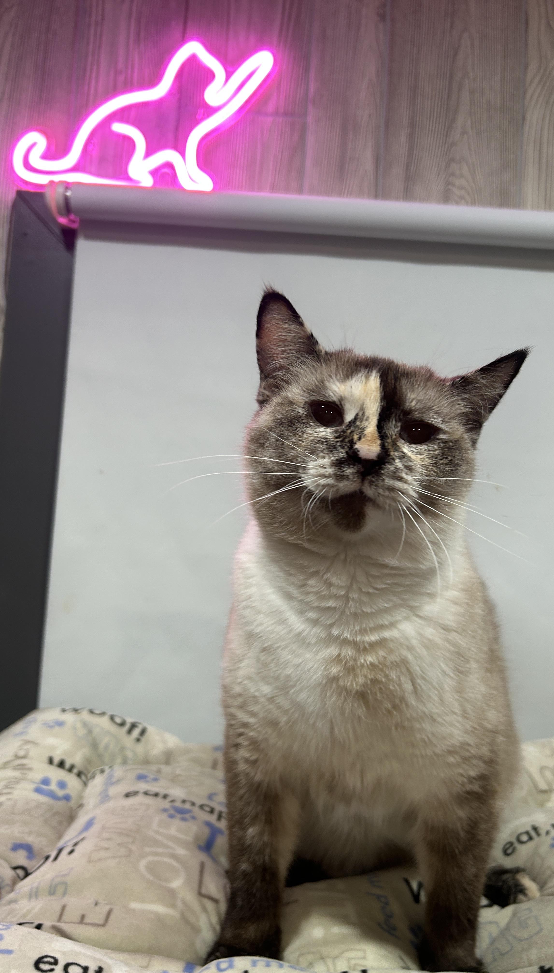 Enlarge SEPHORA, an adoption pending mixed breed in Tillsonburg, ON image 2/3