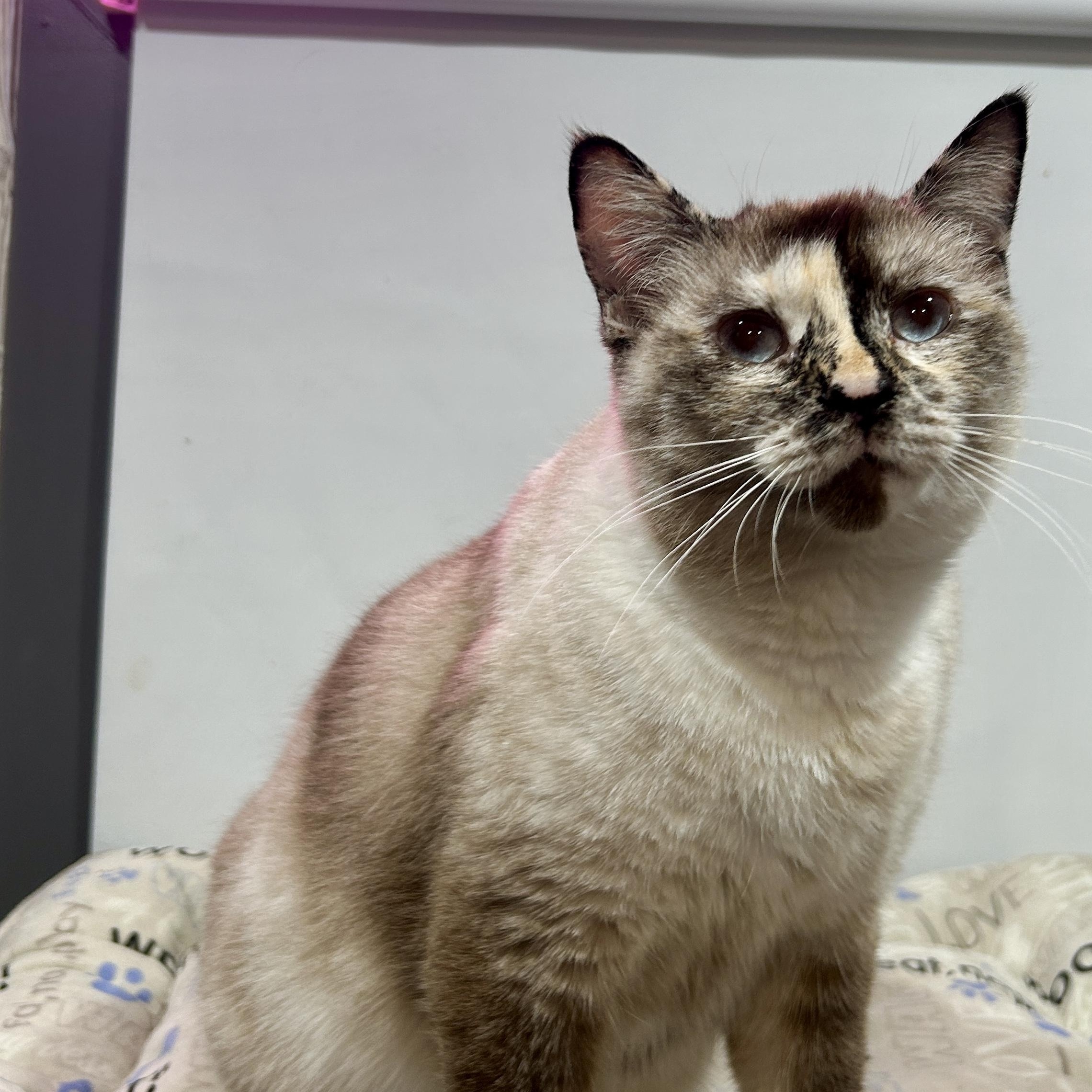 Enlarge SEPHORA, an adoption pending mixed breed in Tillsonburg, ON image 1/3