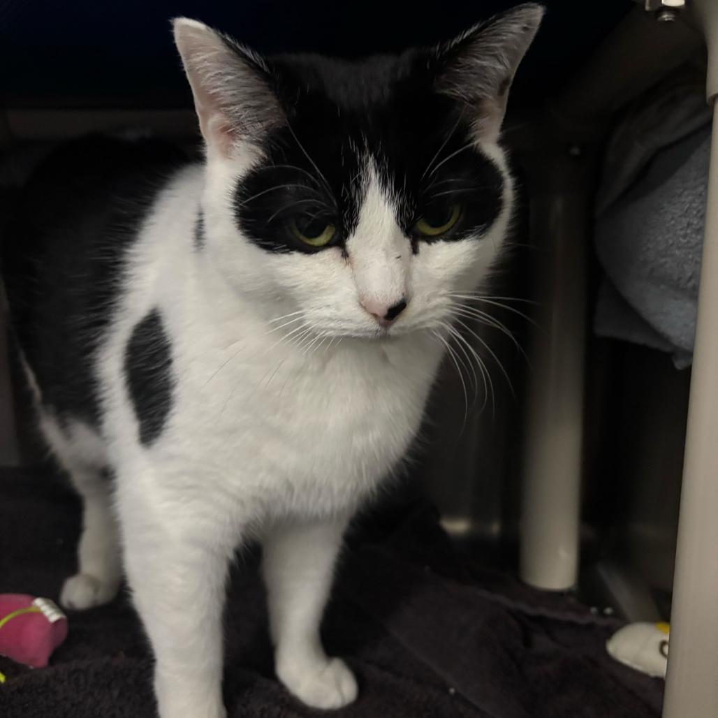 Enlarge Ozzy, a Adoptable Domestic Short Hair in Dover, NH image 1/4