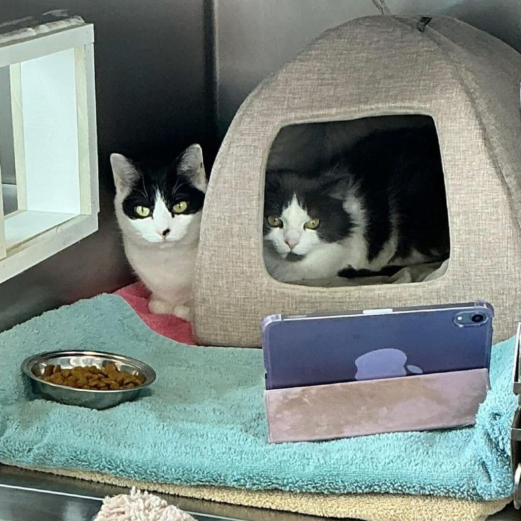 Enlarge Ozzy, a Adoptable Domestic Short Hair in Dover, NH image 3/4