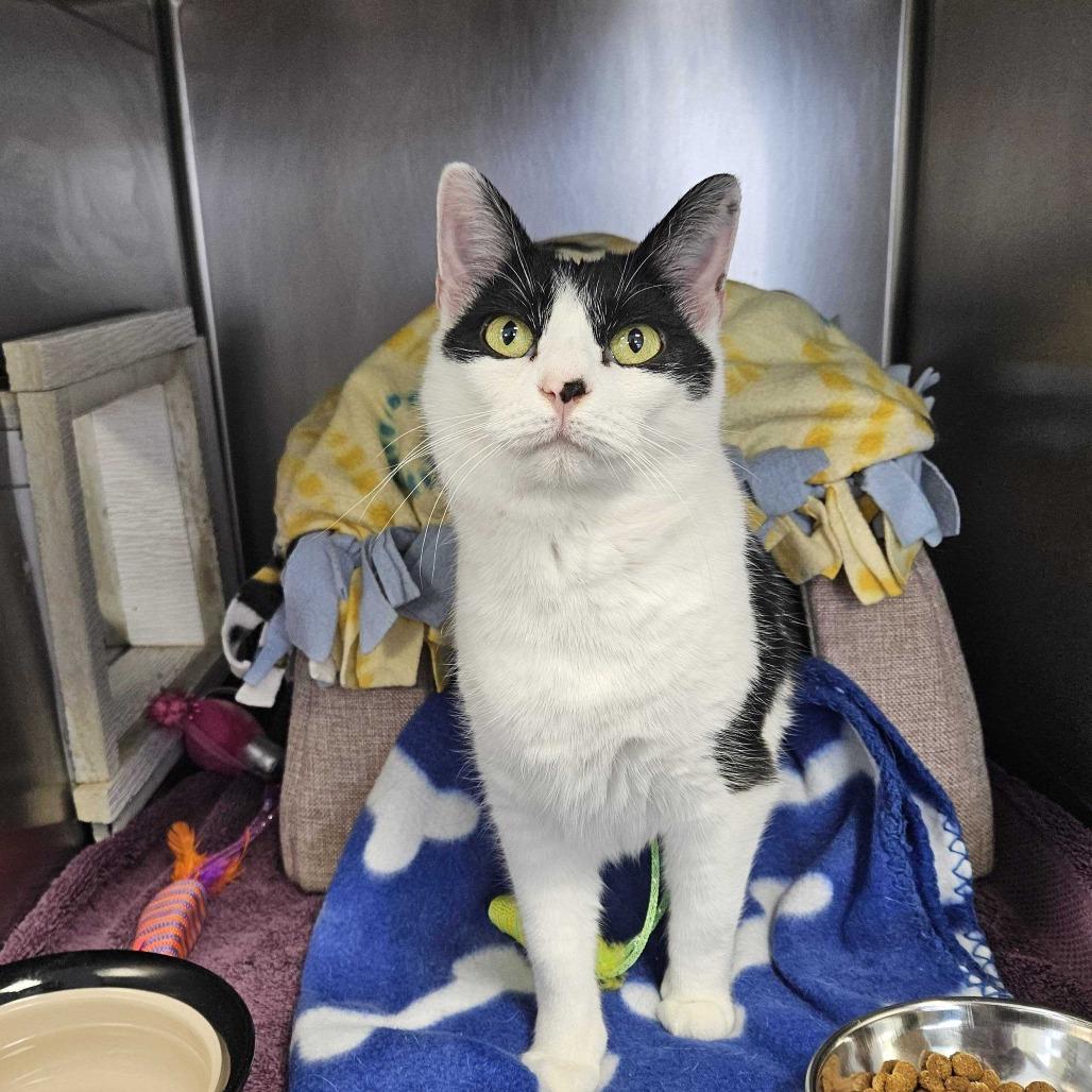 Enlarge Ozzy, a Adoptable Domestic Short Hair in Dover, NH image 4/4